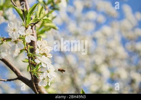 Biene in sauren Kirschblüte sammeln polen Stockfoto