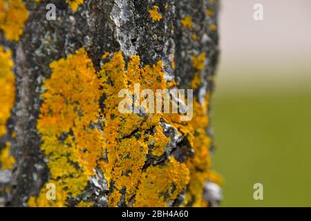 Baumrinde mit gelbem Mooswachstum in engem Fokus. Stockfoto