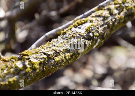 Nahaufnahme des grünen Baummooses. Stockfoto