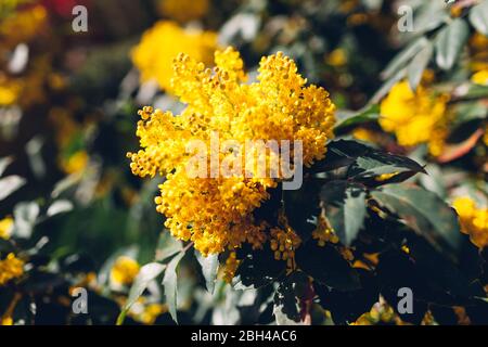 Mahonia aquifolium. Bush mit gelben winzigen Blüten blüht im Frühling Park im Freien. Nahaufnahme Stockfoto