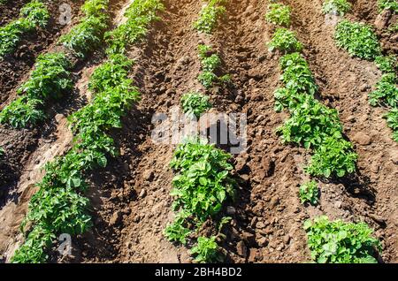 Riviera Vielfalt Kartoffelsträucher Plantage auf einem Bauernhof Agro Kulturfeld. Anbau und Pflege, Ernte im späten Frühjahr. Agroindustrie und Agrarindustrie Stockfoto