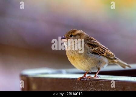 Nahaufnahme Porträt des Sperling Männchen oder Passer domesticus. Passeridae auf dem Ast auf isoliertem Hintergrund. Stockfoto