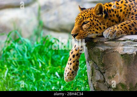 Leopard ruht auf einem Felsen. Wilde Natur Konzept Stockfoto