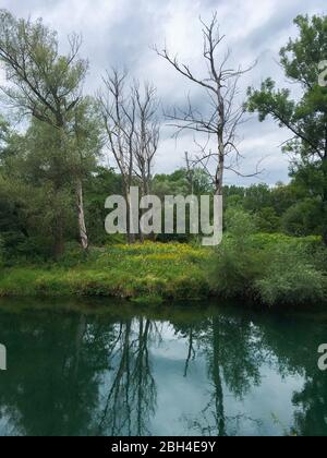 Der Kanal von Aare im Uferwald ist in der Sommerzeit in der Nähe der Stadt Brugg, Schweiz, mit grünem Regenwasser überlaufen. Stockfoto