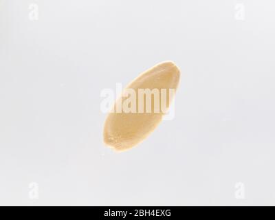 Nahaufnahme EINES Gurkensamen – Cucumis Sativus (F1 Merlin) auf EINEM weißen Hintergrund, England Stockfoto