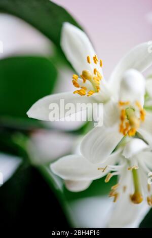 Nahaufnahme Farbfoto von Meyer Zitronenbaum Blüten. Geringe Schärfentiefe. Zart, weiß, Blüten. Stockfoto