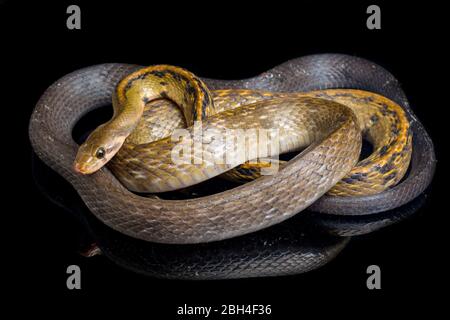 Coelognathus flavolineatus, die schwarze kupferne Rattennatter oder gelb gestreifte Schlange, ist eine Art von Colubrid-Schlange, die in Südostasien gefunden wird. Isoliert auf BL Stockfoto