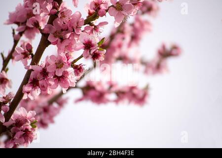 Rosa Blüten auf einem der ersten blühenden Bäume im Frühjahr, Makro-Foto Stockfoto