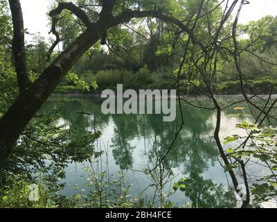 Blick über den Kanal von Aare im Auenwald zur Insel im Sommer bei Brugg, Schweiz. Stockfoto