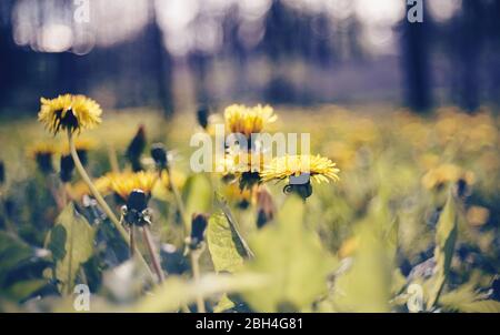 Wilde Sommer gelbe Blüten von Unkraut Löwenzahn im Feld. Stockfoto
