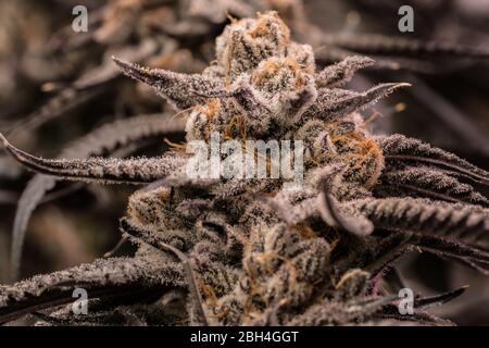 Nahaufnahme von qualitativ hochwertigen Cannabisblüten, die sich der Erntezeit nähern Stockfoto