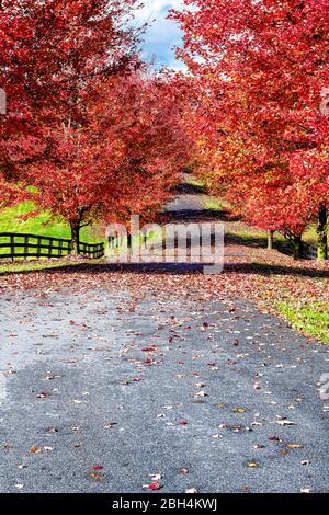 Eingang Auffahrt Straße Schotterstraße während des roten Herbstes Ahornbäume in ländlicher Landschaft im Norden von Virginia mit Bäumen säumen Pfad Zaun und lebendig Stockfoto