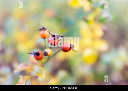 Warschau, Polen Park im Winter mit Makro Nahaufnahme von gelben Herbstblättern in verschwommenem Hintergrund und rot orange Hagebuttenbeeren aus Rosen essbar gesund Stockfoto