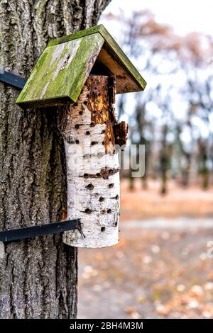 Vertikale Nahaufnahme von Holz Birkenholz mit Dach Vogelfutterhäuschen oder Haus in Warschau, Polen an Baum im Winter befestigt Stockfoto