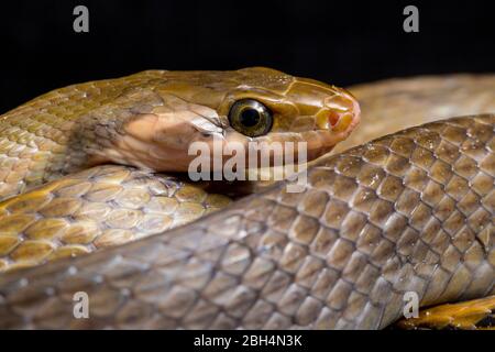 Coelognathus flavolineatus, die schwarze kupferne Rattennatter oder gelb gestreifte Schlange, ist eine Art von Colubrid-Schlange, die in Südostasien gefunden wird. Isoliert auf BL Stockfoto