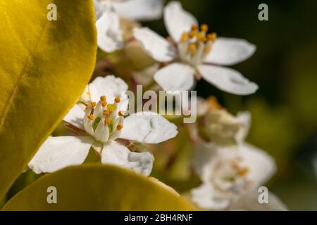 Weiße Blüten des Choicya-Busches, fotografiert mit einem Makroobjektiv im Frühling. Stockfoto