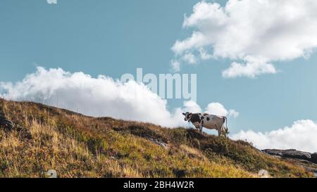 Kuh auf norwegischem Hügel Horizont zu Fuß. Malerische Silhouette auf blauem Himmel mit Wolken, wilde Herbstberge Weide. Norwegen Landwirtschaft freien Land Farbe g Stockfoto