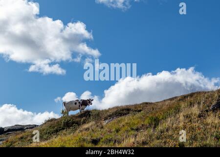 Kuh auf norwegischem Hügel Horizont zu Fuß. Malerische Silhouette auf blauem Himmel mit Wolken, wilde Herbstberge Weide. Norwegen landwirtschaftlich freie Landschaft Stockfoto