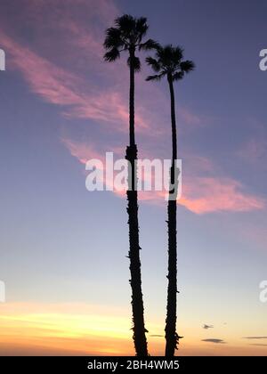 Hohe Palmen, die sich vor dem bunten Sonnenuntergang in Palisaden in der Nähe des Strandes in Santa Monica, CA, sehen Stockfoto