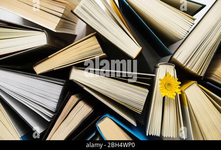 Bücher und gelbe Blume von direkt oben gesehen Stockfoto