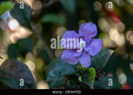 Brunfelsia pauciflora oder "Gestern, heute und morgen" Blume, die in Brasilien der Familie Solanaceae oder den Nachtschatten endemisch ist. Stockfoto