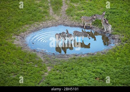 Zebra in Teich, Okavango Delta, Botswana, Afrika- Luft Stockfoto