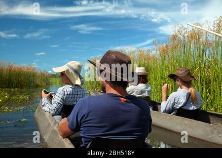 Touristen werden in Mokoros (Dugout Kanus), Okavango Delta, Botswana, Afrika gepoled Stockfoto