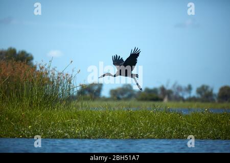 African Openbill Stork (Anastomus lamelligerus), Okavango Delta, Botswana, Afrika Stockfoto