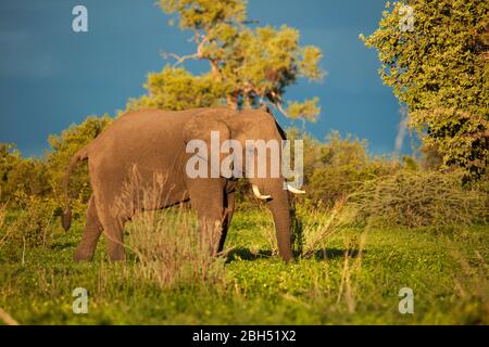 African Elephant (Loxodonta africana), Savuti Region, Chobe National Park, Botswana, Afrika Stockfoto