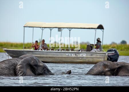 Afrikanische Elefanten (Loxodonta africana) und Ausflugsboot, Chobe River, Chobe National Park, Botswana, Afrika Stockfoto