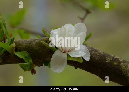Nahaufnahme der weißen Blume eines Magnolienbaums, der aus einem dicken Zweig, Magnolia grandiflora, wächst
