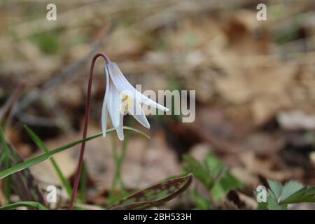 Weiße Forellenlilie in Somme Woods in Northbrook, Illinois Stockfoto