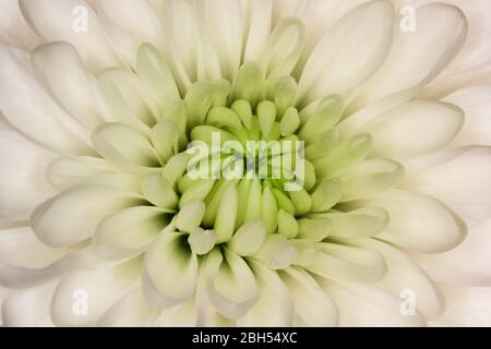 Große weiße Dahlienblume (Dahlia sp.) Stockfoto