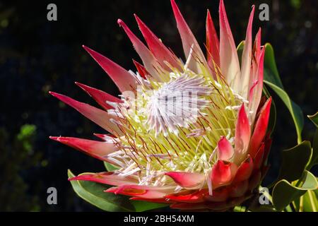 König Protea Blume Kopf in voller Blüte (Protea cynaroides) Stockfoto