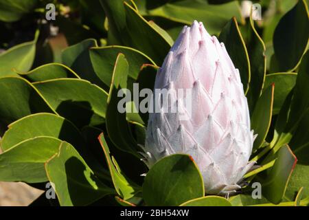 Geschlossene Blumenkuppe des Königs Protea (Protea cynaroides) Stockfoto