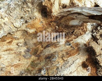 Ein Holzstück liegt auf dem Boden in einem abgelegenen Dorf. Entsorgtes Holz. Stockfoto