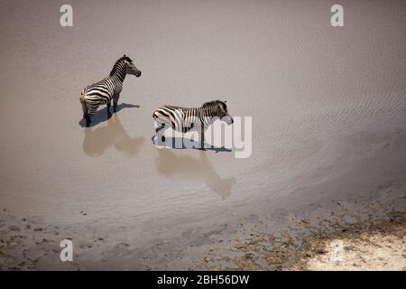 Zebras in Teich, Okavango Delta, Botswana, Afrika- Antenne Stockfoto
