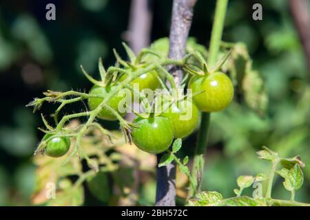 Grüne Kirschtomaten im Garten angebaut Stockfoto