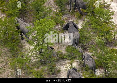 Elefant (Loxodonta africana), Okavango Delta, Botswana, Afrika- Luft Stockfoto