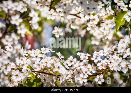 Nahaufnahme von blühenden Fruchtbaumzweigen im Frühling, Kalifornien; selektiver Fokus auf einen der Zweige; Kopierraum in der Mitte Stockfoto