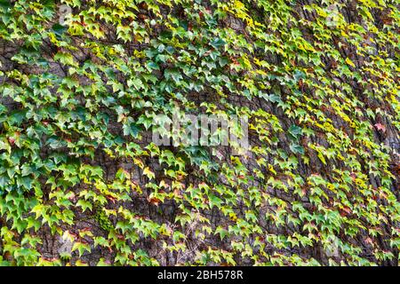 Grüner Efeu wächst auf einer vertikalen Zementwand; Stockfoto