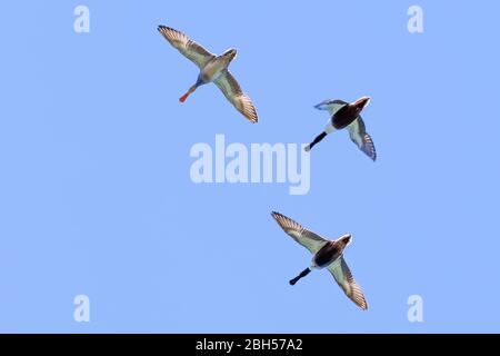 Niedrige Winkelansicht einer fliegenden Gruppe von Northern Schaufelenten (Spatula clypeata), San Francisco Bay, Kalifornien Stockfoto