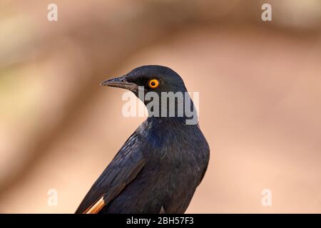 Blassflügeliger Star (Onychognathus nabouroup), Moremi Game Reserve, Botswana, Afrika Stockfoto