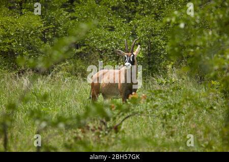 Roan Antilope (Hippotragus equinus), Moremi Game Reserve, Botswana, Afrika Stockfoto