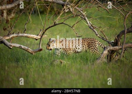 Leopard, Moremi Game Reserve, Botswana, Afrika Stockfoto