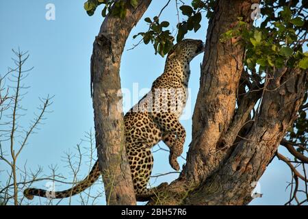 Leopard, Moremi Game Reserve, Botswana, Afrika Stockfoto