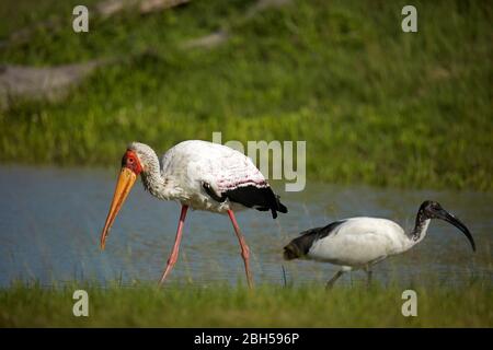 Gelbschnabelstorch (Mycteria Ibis) und Heiliger Ibis (Threskiornis aethiopicus), Moremi Game Reserve, Botswana, Afrika Stockfoto