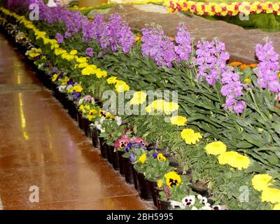 Schöne lila Blume Dekoration Pflanze mit Ringelblume und bunten Winterblumen im Park Hintergrund -Bild, selektive Fokus mit Unschärfe. Stockfoto