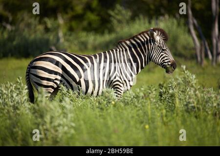 Zebra, Moremi Game Reserve, Botswana, Afrika Stockfoto