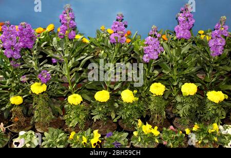 Schöne lila Blume Dekoration Pflanze mit Ringelblume und bunten Winterblumen im Park Hintergrund -Bild, selektive Fokus mit Unschärfe. Stockfoto